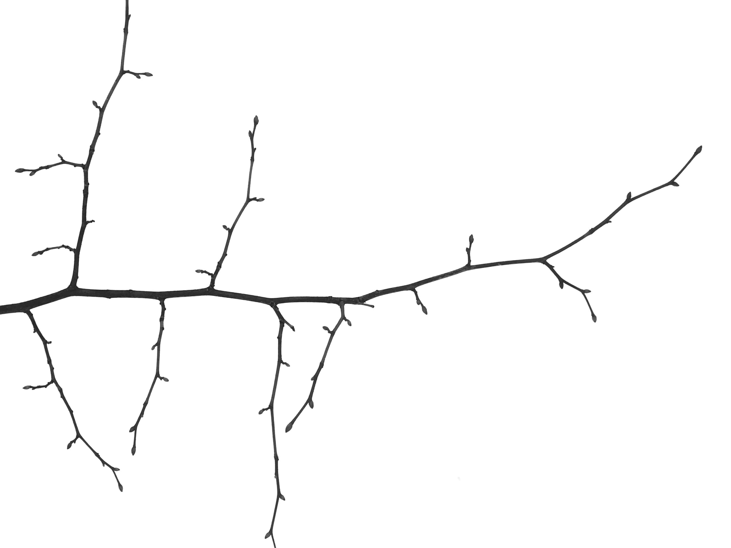 Branch