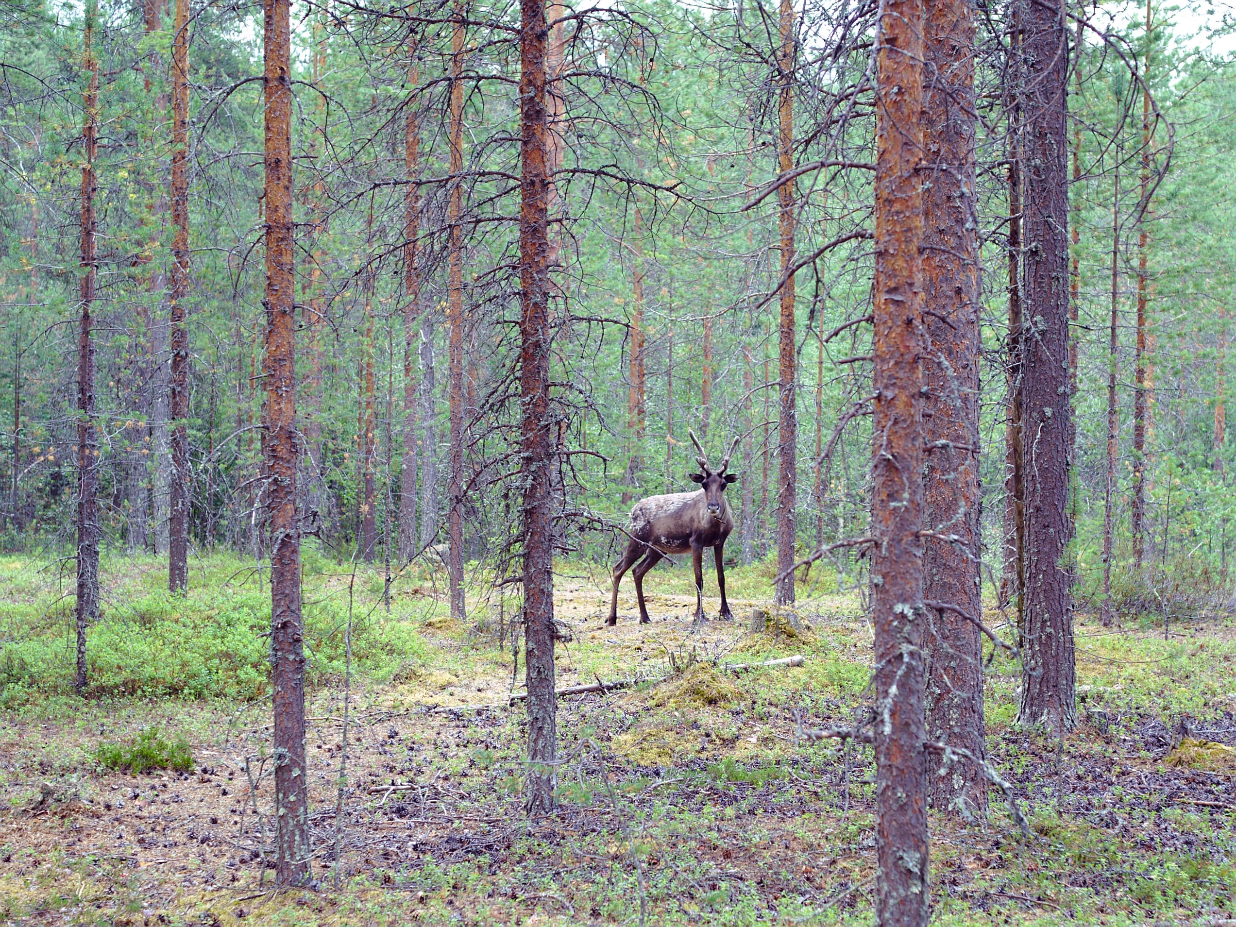 Deer in the forest