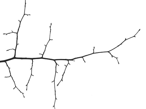 Branch