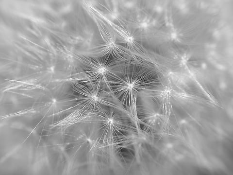 Dandelion macro