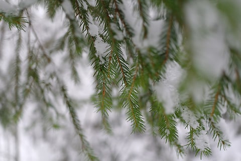 Snowy branches
