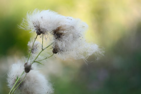 Thistledown